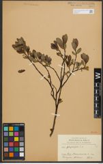 Foto von Salix phylicifolia L.
